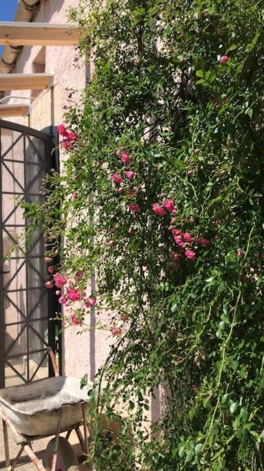 La Pedrera Rosa/the Pink Pedrera